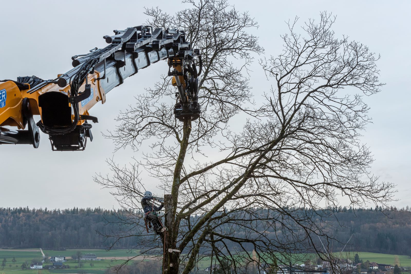 bild von baumdienst-isler am arbeiten in Mellingen