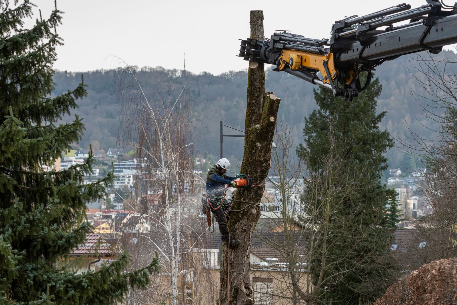 bild von baumdienst-isler am arbeiten in Birr