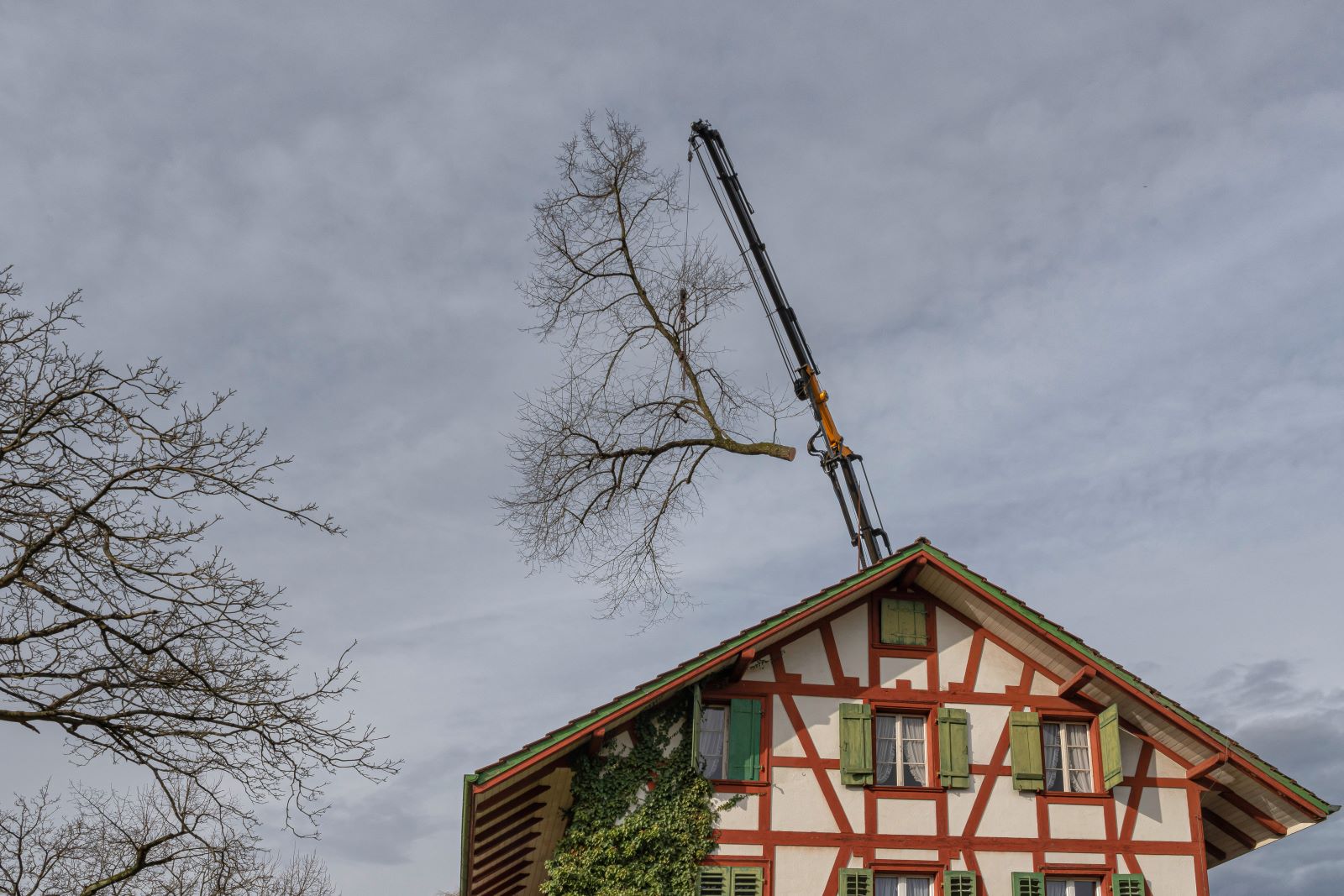 bild von baumdienst-isler am arbeiten